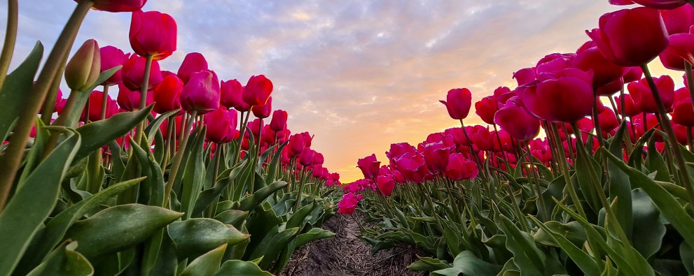 tulpen en mooie lucht.jpg