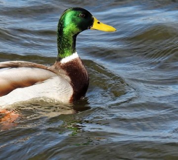 Tsjeukemeer 1.jpg