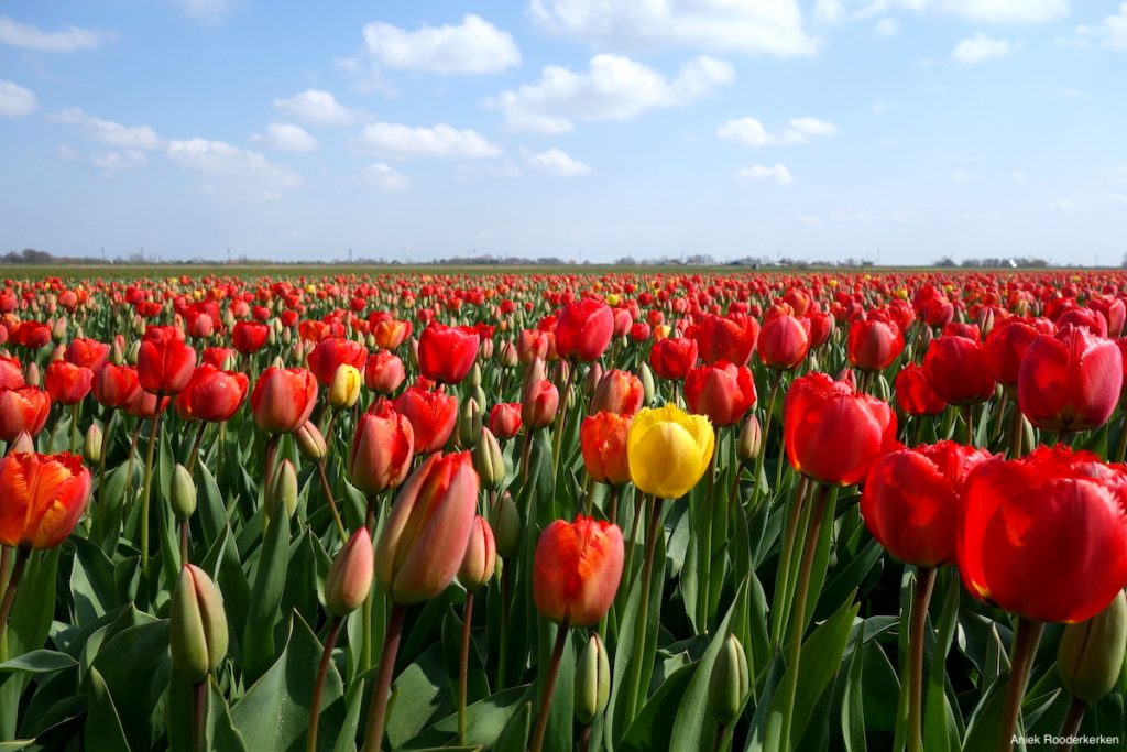 Bloeiend Zijpe - Sint Maartenszee