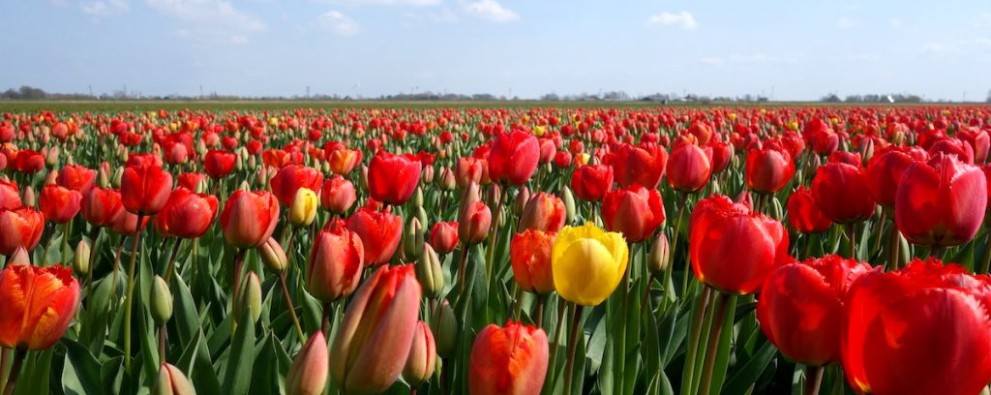 Bloeiend Zijpe bloemen.jpg