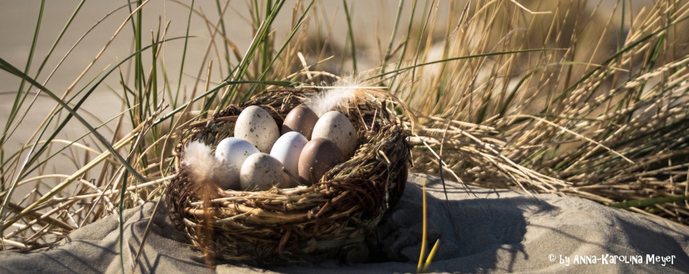vogelnest in de duinen.jpg