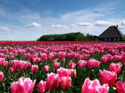 ansicht Bloeiend Zijpe landschap roze tulpen en  nh stolp.JPG