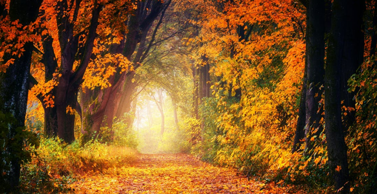herfst header.png